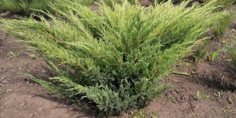 Juniper horizontal andorra compacta